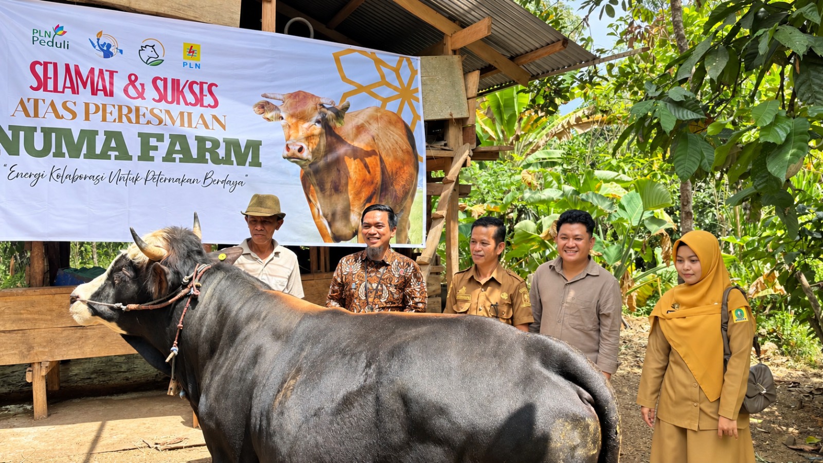 Lewat PLN UID Sulselrabar, 8 Sapi Limousin Jadi Aset Produktif Pengembangan Ekonomi Desa di Sinjai